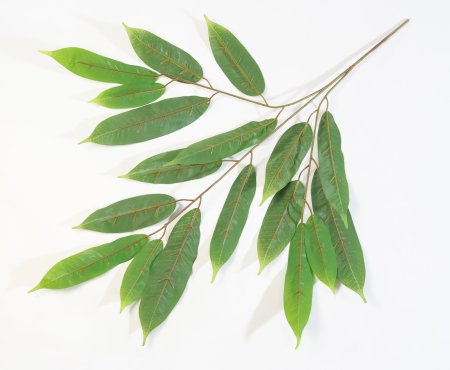 картинка Лист манго "Император" от магазина KALINA