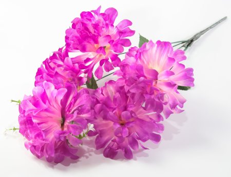 Хризантема "Жар-Птица" 5 цветков