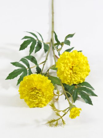 Шафран желтый