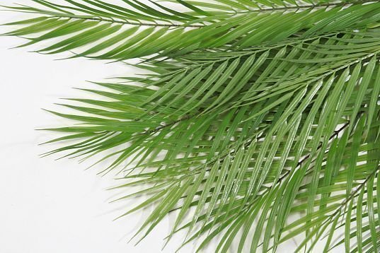 картинка Ветка бамбуковой пальмы 5 листов магазин KALINA являющийся официальным дистрибьютором в России 