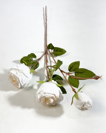 Ветка пионовидной розы "Рояль" молочная