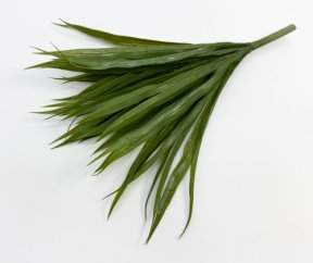 Осока "В саду"