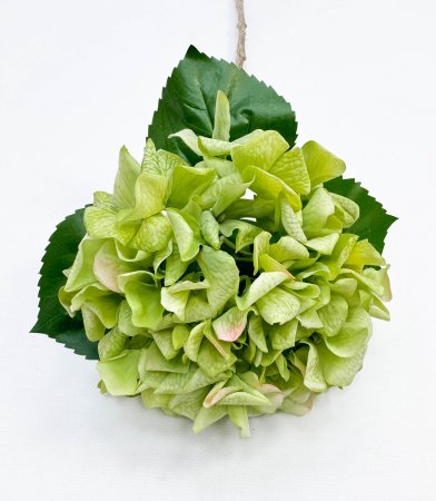 Гортензия «Фисташковый сорбет» 