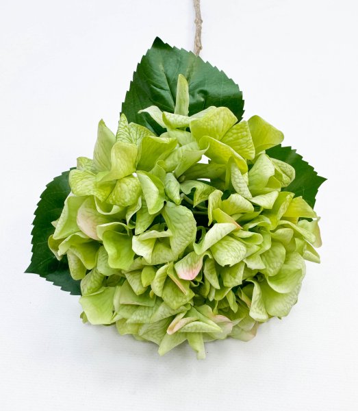 Гортензия «Фисташковый сорбет» 