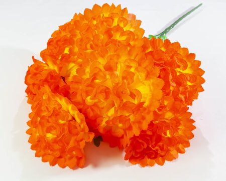 Шафран "Звезда великан"