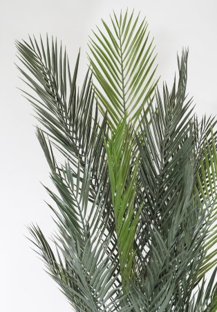 Финиковая пальма высокая 180 см.