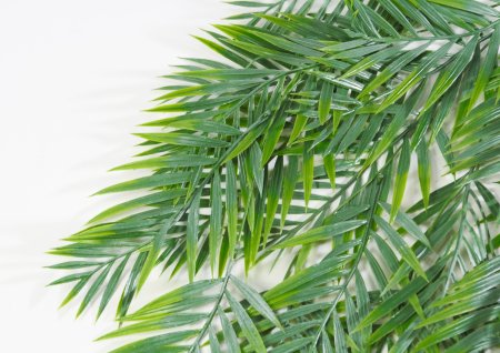 картинка Ветка бамбуковой пальмы 1 от магазина KALINA