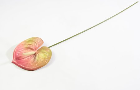 Соцветие антуриума Дикий арбуз