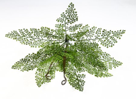 картинка Пузырник Альпийский от магазина KALINA