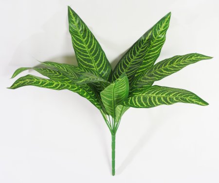 картинка Аглаонема с желтой жилкой от магазина KALINA