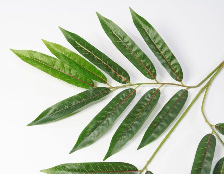 картинка Лист манго узкий от магазина KALINA