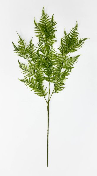 картинка Даваллия Мариса на высокой ноге от магазина KALINA