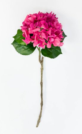 Гортензия «Малиновый сорбет» 