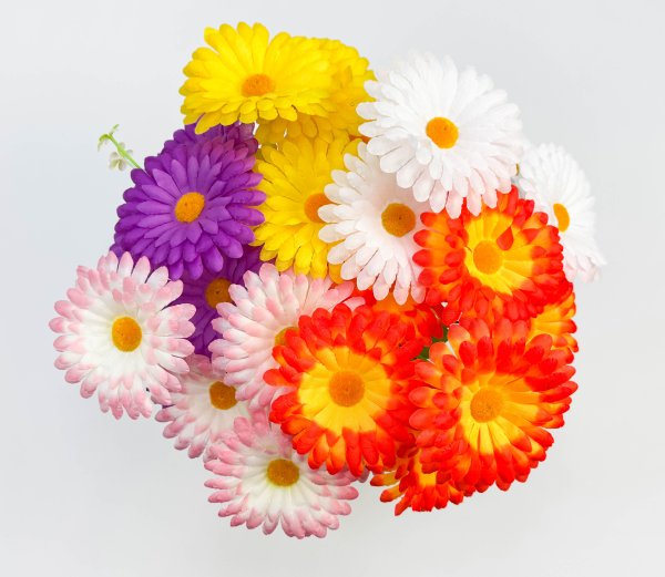 Ромашка "Многокрасочная" 6 цветков