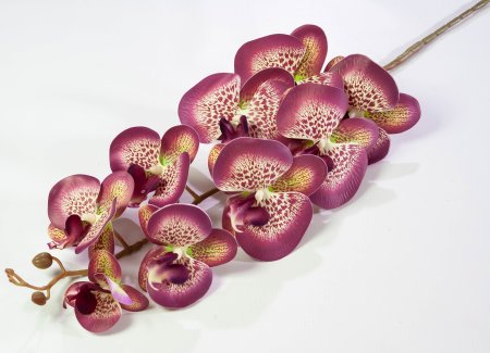Ветка орхидеи 29