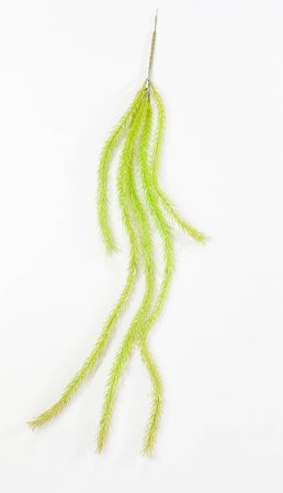 картинка Кемпфера ампельная 2 от магазина KALINA