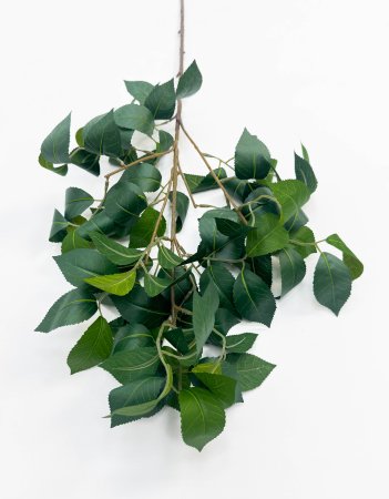 картинка Ветка с крупным резным листом высокая от магазина KALINA