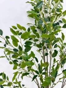 Куст фикуса Бенджамина 130 см БЕЗ КШПО