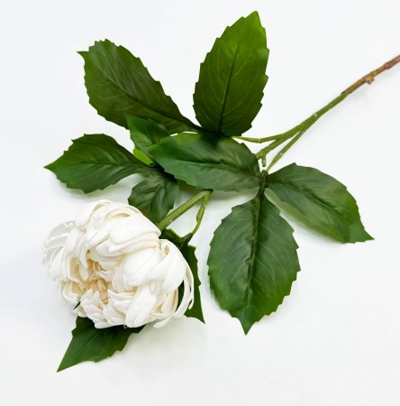 Хризантема белая