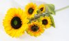 Ветка подсолнуха Светило 5 цветков