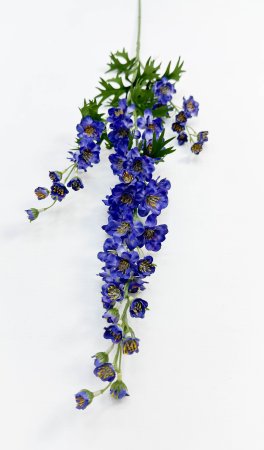 Дельфиниум фиолетовый