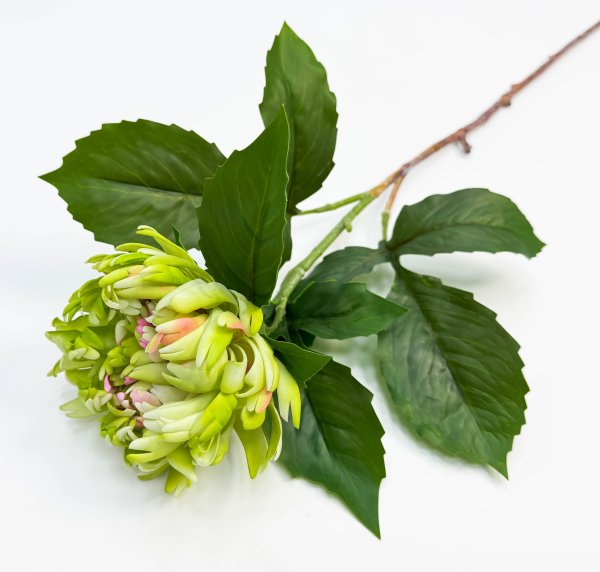 Хризантема зеленая