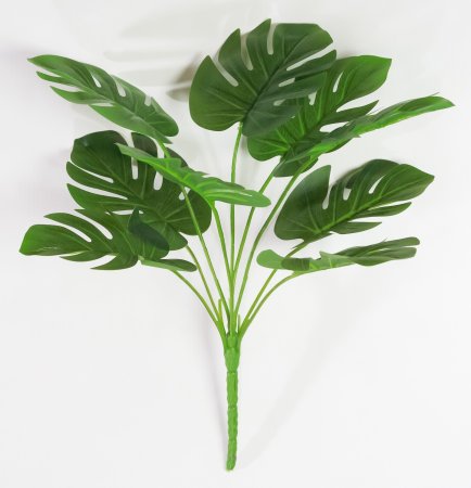 картинка Монстера "Синда" от магазина KALINA