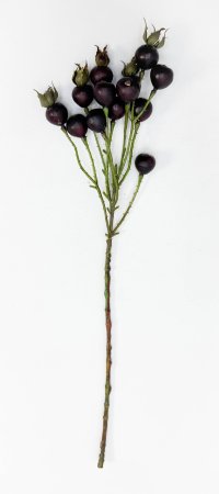 Шиповник "Глобус" бордовый