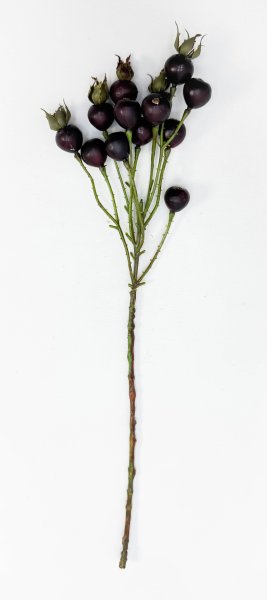 Шиповник "Глобус" бордовый