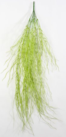 картинка Тилландсия светлая от магазина KALINA