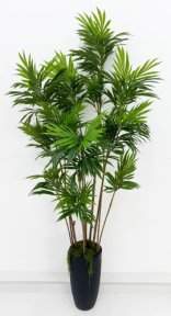 Драцена Кредо 14 крон 210 см БЕЗ КАШПО!!!