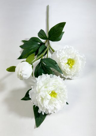 Ветка пиона "Феликс Суприм" молочный