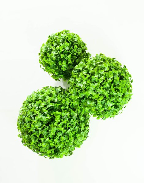 Самшит "Циссус"№1