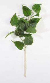 картинка Ветка тополя от магазина KALINA