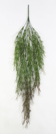 картинка Ампельная зелень "Фрайз" от магазина KALINA