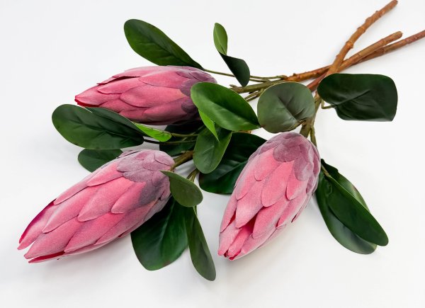 Протея "Королевская малиновая"