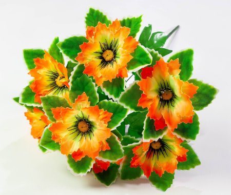 Георгин с белой каймой 7 цветков