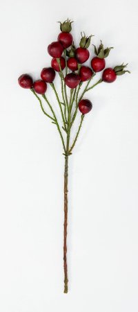 Шиповник "Глобус" красный