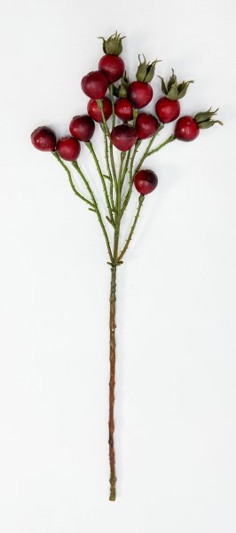 Шиповник "Глобус" красный