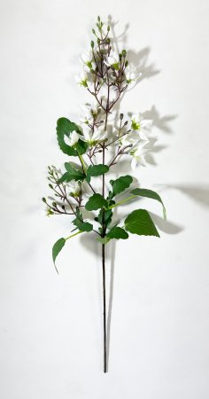 Дейция гибридная белая