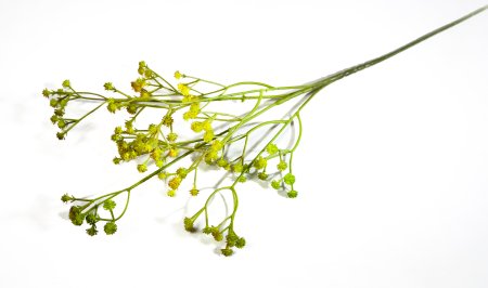 Ветка гипсофилы Зелено-желтый