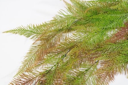 картинка Пузырник горный Осень от магазина KALINA