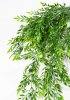 картинка Ампельная зелень с мелким листом от магазина KALINA
