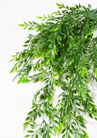 картинка Ампельная зелень с мелким листом от магазина KALINA