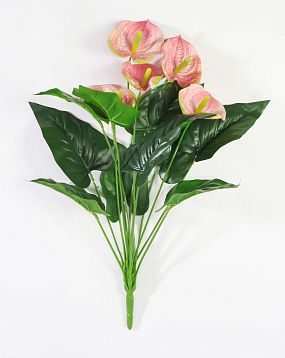 Антуриум "Дикий арбуз" 5 цветков от магазина KALINA являющийся официальным дистрибьютором в России 