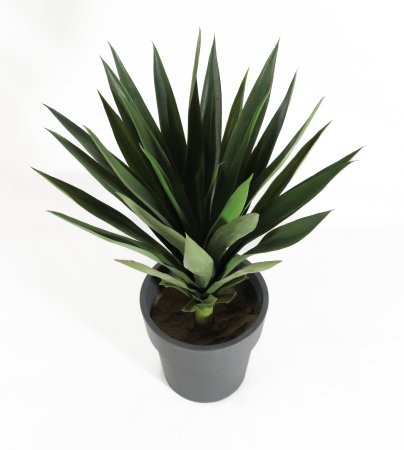 Агава Десметиана (БЕЗ КАШПО) 28 листов