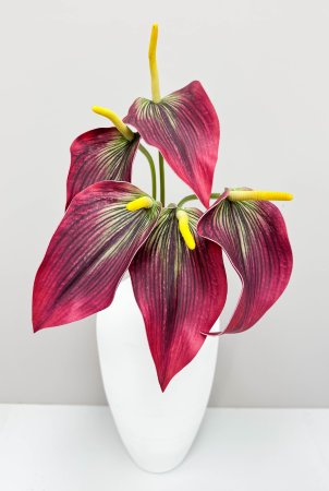 Антуриум бордо