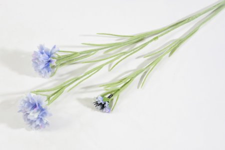 Василек голубой