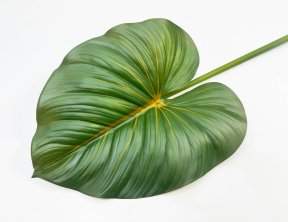 картинка Филодендрон крупный "Осень" от магазина KALINA