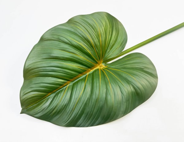 картинка Филодендрон крупный "Осень" от магазина KALINA